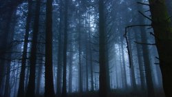 Foggy and Gloomy Forest