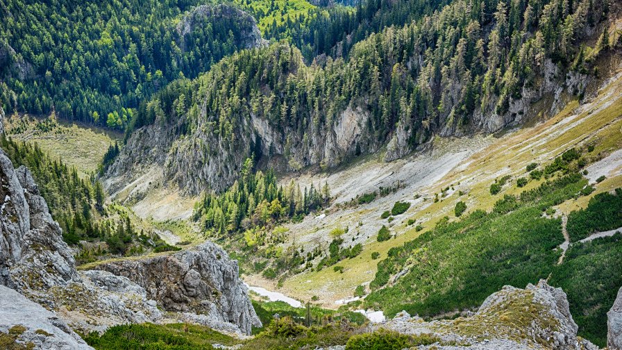 Forest on Stone Slope