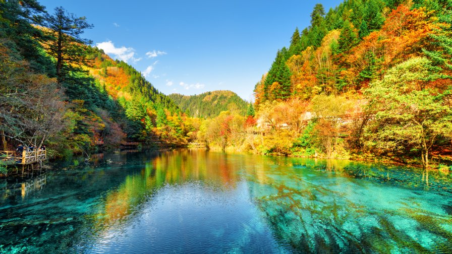 Green Forest on Slope and Lake