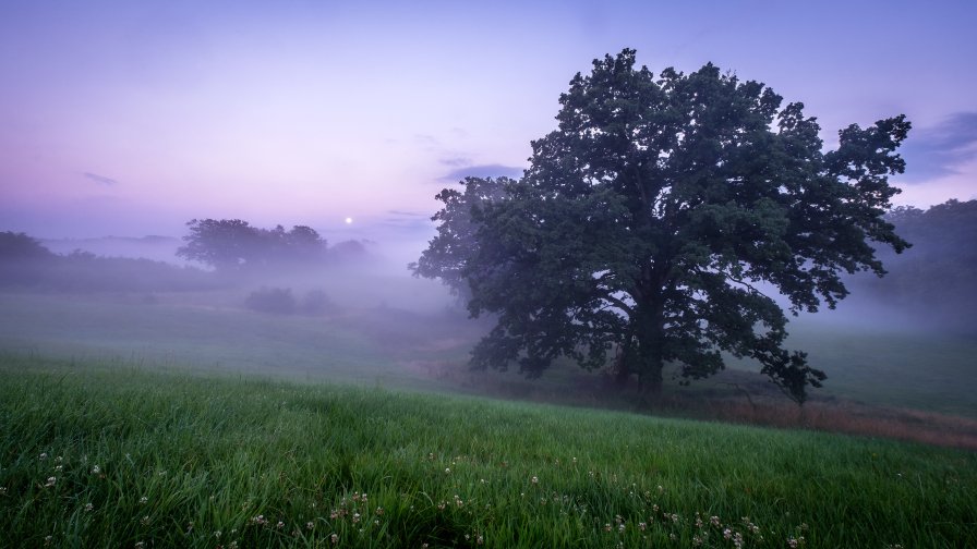 Green Glade and Foggy Forest