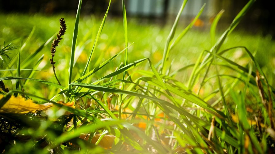 Green Grass and Sunlight