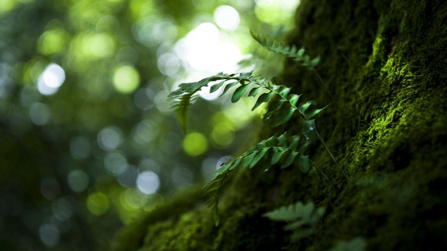 Green Leaves and Moss