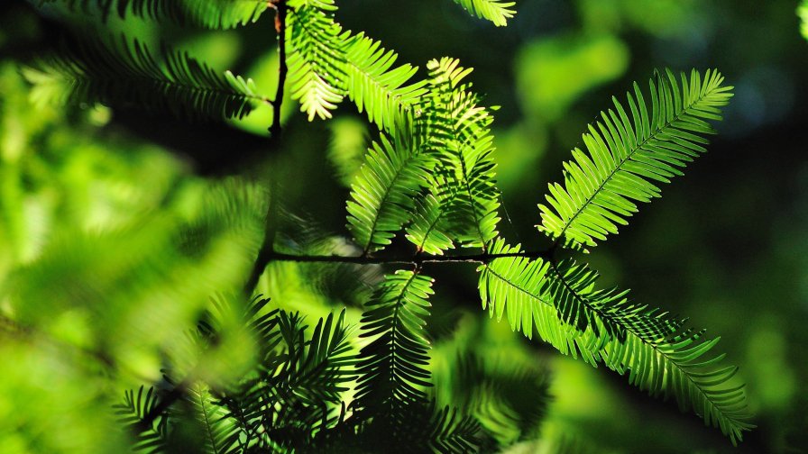 Green Leaves and Twigs with Sunlight