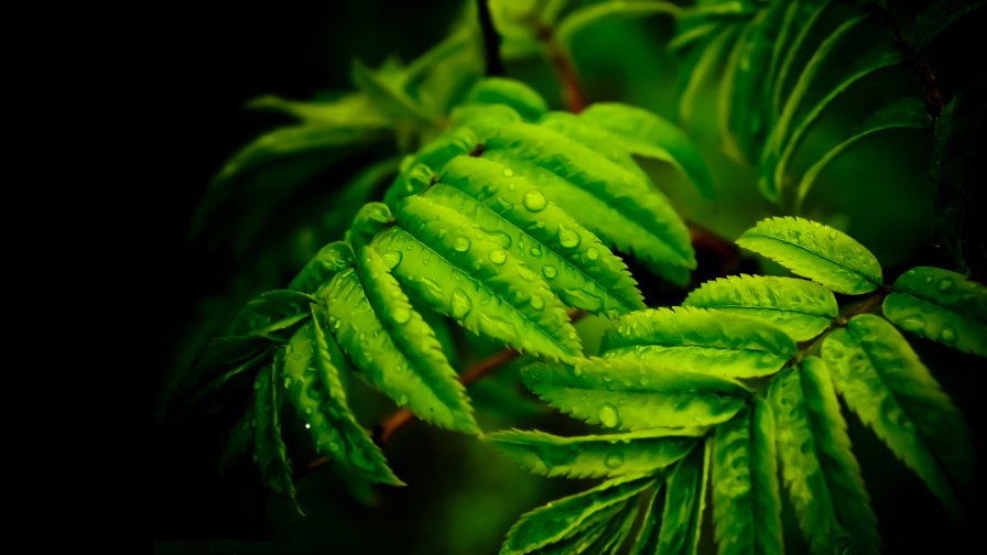 Green Leaves and Water Drops Close Up