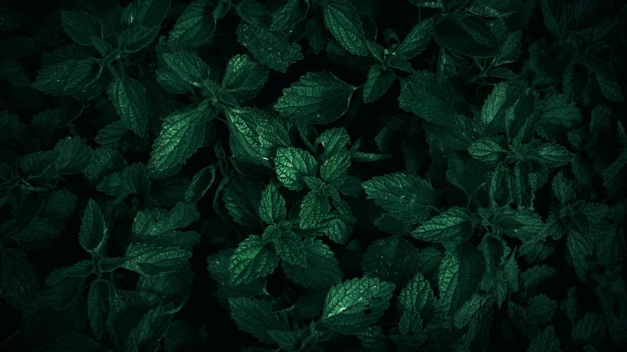 Green Mint Close Up