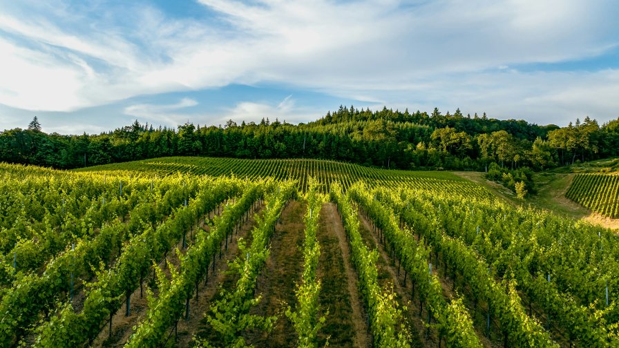 Green Vineyard