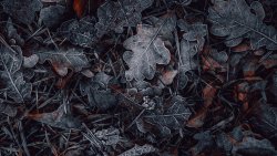 Old Dark Leaves on Ground