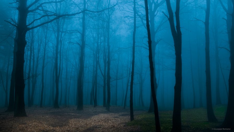 Old Foggy Dark Forest