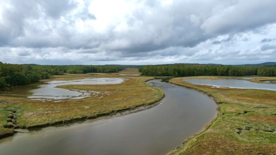 River and Swamp in Green Forest