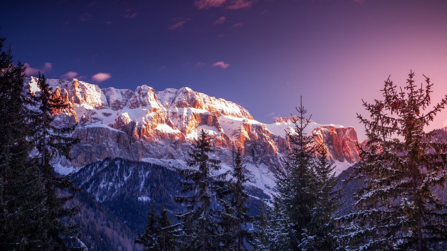 Spruces and Mountains