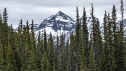 Spruces Forest and Snowed Mountain