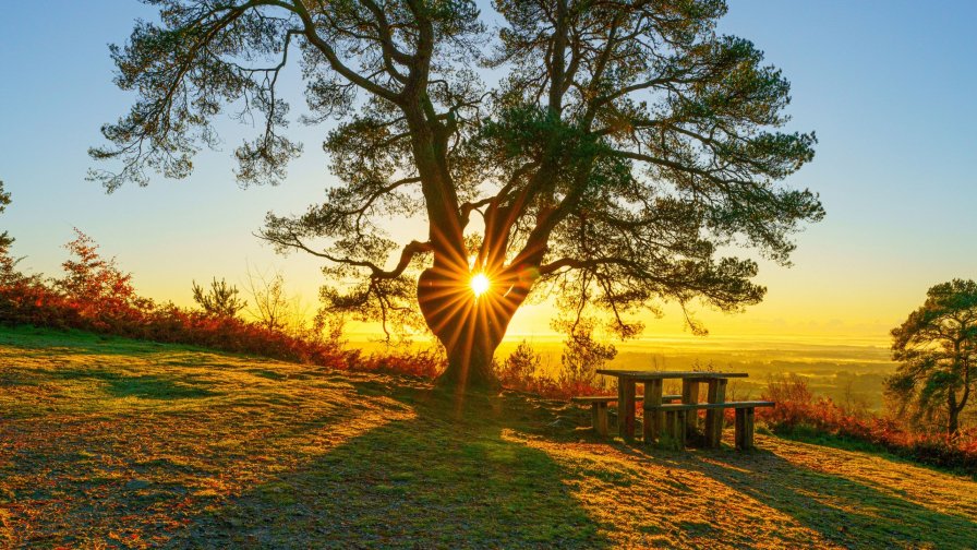 Tree on Hill and Sun