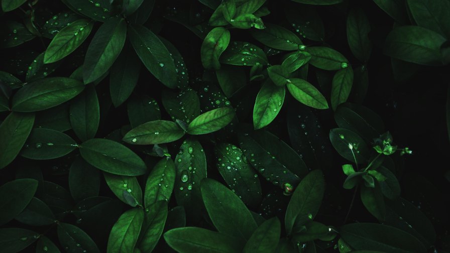 Water Drops on Green Leaves and Dark