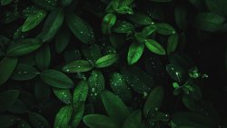 Water Drops on Green Leaves and Dark