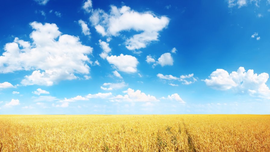 Wheat Field and Good Day