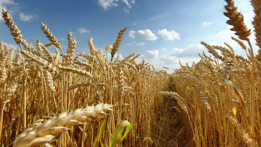 Wheat Field and Sunlight