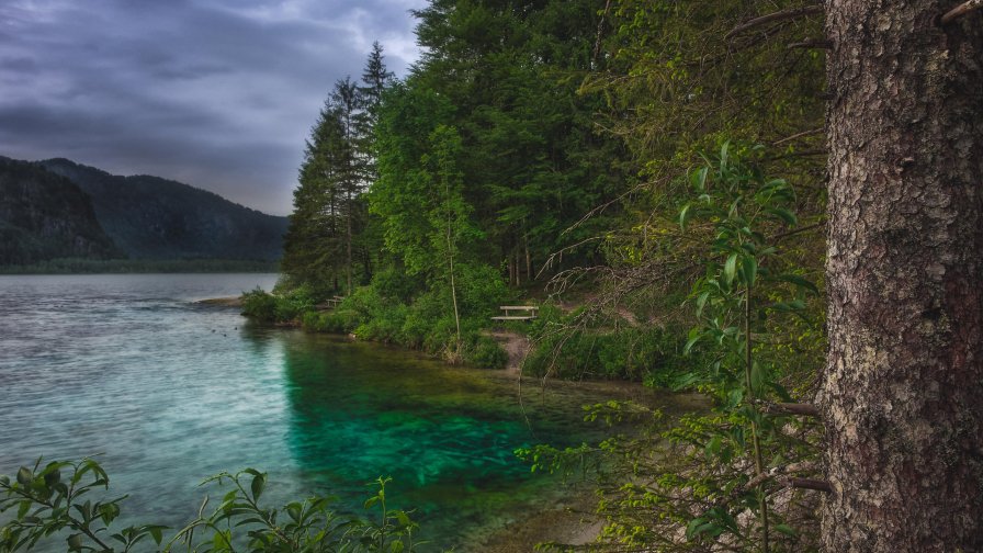 Wonderful Lake and Green Forest